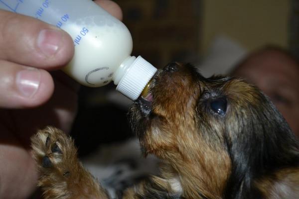 Por qué el cachorro recién nacido no come - Cómo alimentar con biberón al cachorro recién nacido