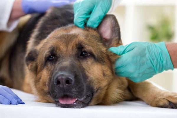 Lupus en el perro - síntomas y tratamiento - Esperanza de vida de un perro con lupus