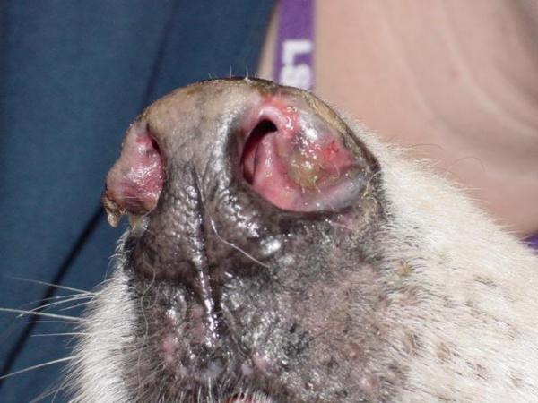 Lupus en el perro - síntomas y tratamiento - ¿Qué es el lupus?