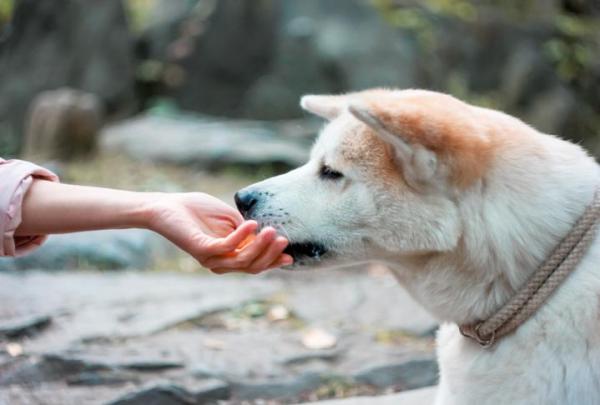 Dando la naranja o mandarina al perro - Cómo dar la naranja al perro