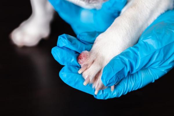 Pododermatitis en perros: síntomas y tratamiento - Signos de pododermatitis en perros