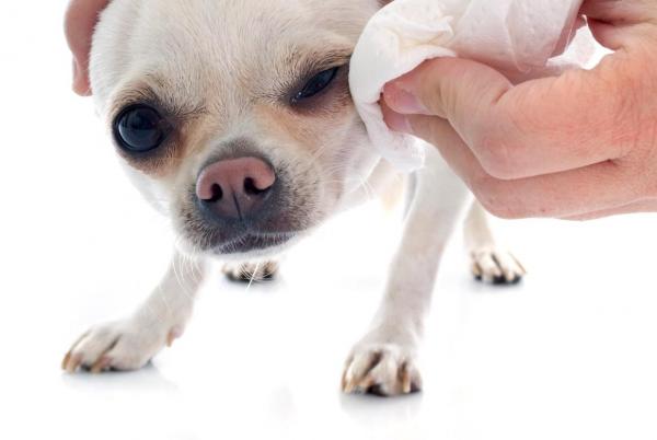 Limpia los ojos del perro con té de manzanilla - Limpia los ojos del perro con té de manzanilla paso a paso