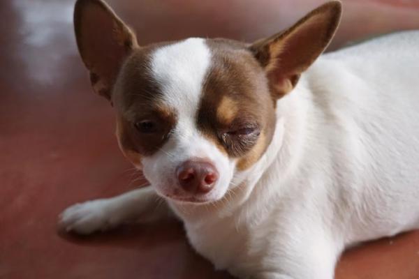 Limpia los ojos del perro con té de manzanilla - ¿Cuándo usar té de manzanilla en los ojos del perro?