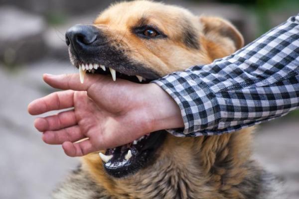 9 enfermedades transmitidas de los perros a los humanos - La rabia, una enfermedad viral transmitida de los perros a los humanos