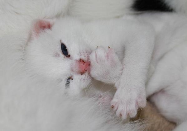Cómo ayudar a una gata a dar a luz - Cachorros de lactancia