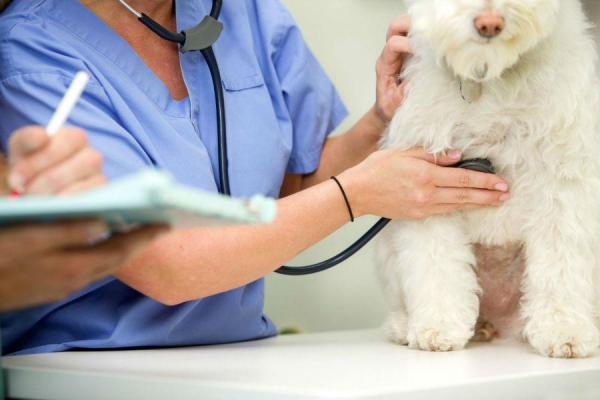 Golpe de corazón en el perro: causas, síntomas y tratamiento - Golpe de corazón en el perro: causas