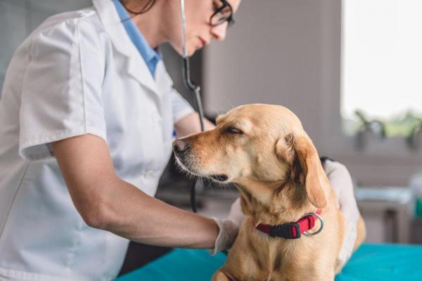 Golpe de corazón en los perros: causas, síntomas y tratamiento - Golpe de corazón en los perros: tratamiento