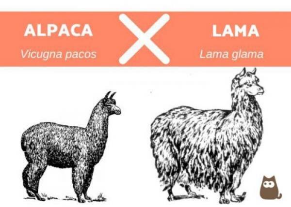Diferencia entre la llama y la alpaca - similitudes entre la llama y la alpaca