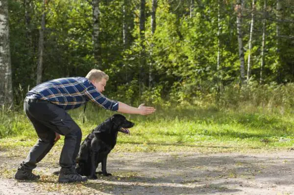 Bocadillos para perros: consejos y cómo prepararlos - Los bocadillos para perros son ideales para educar a su perro.
