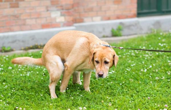 Hemorroides en los perros: síntomas y tratamiento - ¿Puede un perro tener hemorroides?