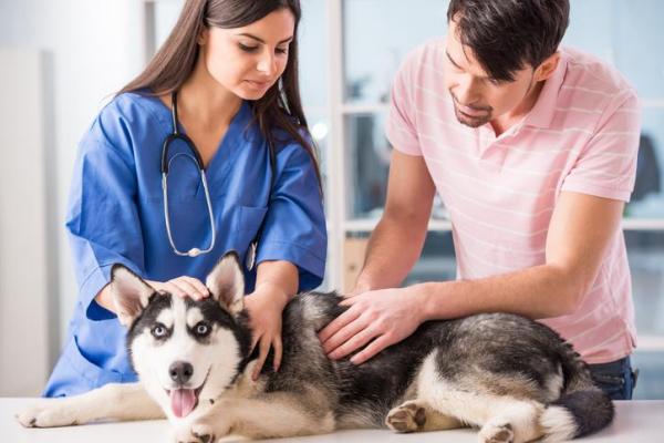 Hemorroides en perros: síntomas y tratamiento - Cómo tratar las hemorroides en los perros