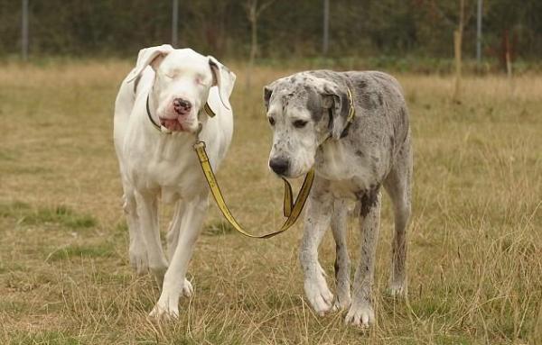 Perro ciego: consejos para cuidarlo de la mejor manera posible - Guía de perros amistosos para perros ciegos