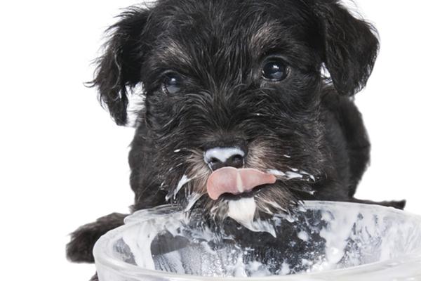 ¿Pueden los perros comer yogur? - Contraindicaciones de dar yogur a los perros