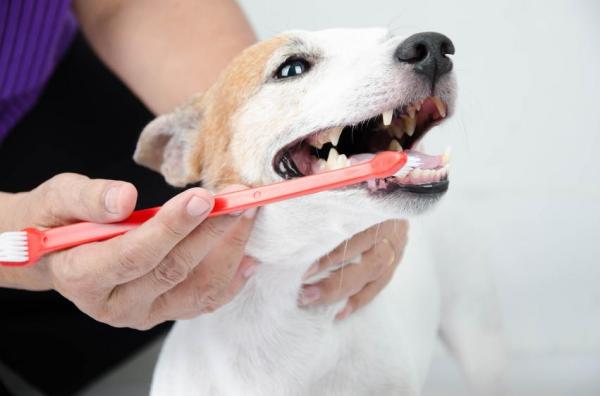 Cómo limpiar los dientes de su perro - 1. Cepillo de dientes para perros