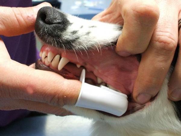 Cómo limpiar los dientes de su perro - 2. Cepillo de dedos para perros