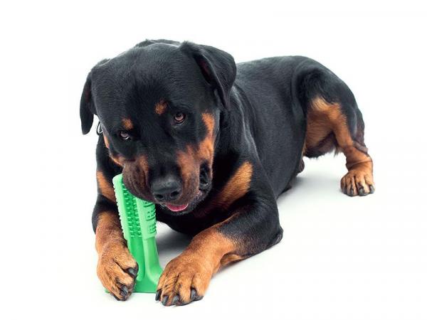 Cómo limpiar los dientes de su perro - 3. Bristly - Juguete para perros masticadores