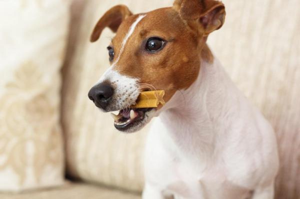 Cómo limpiar los dientes de su perro - 8. Palillos para limpiar los dientes de su perro