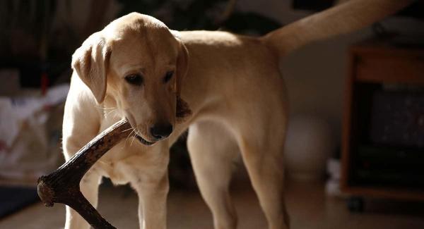 8. Cómo limpiar los dientes del perro - 9. Cómo masticar los huesos del perro