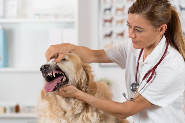 Cómo limpiar los dientes de su perro - 10. Cómo limpiar los dientes de su perro sin un cepillo de dientes