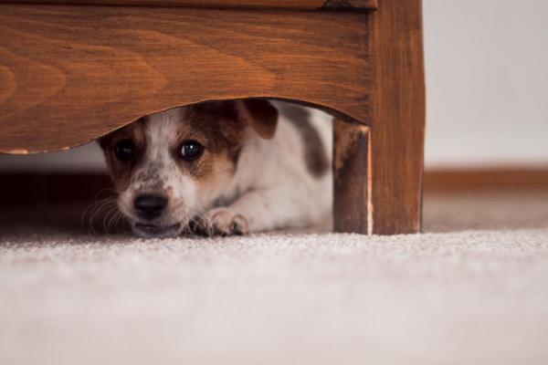 Extraño comportamiento del perro y por qué se esconde. El perro está en otra habitación.