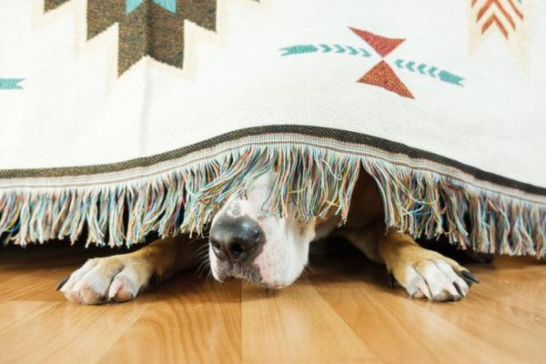 El extraño comportamiento del perro y por qué se esconde - El perro tiene un comportamiento extraño