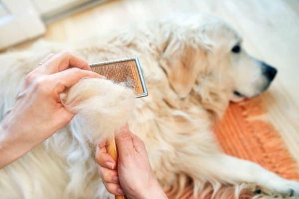 Limpiar la casa con las mascotas: Así es como - 1. ¿Cómo quitar el pelo del gato y del perro?