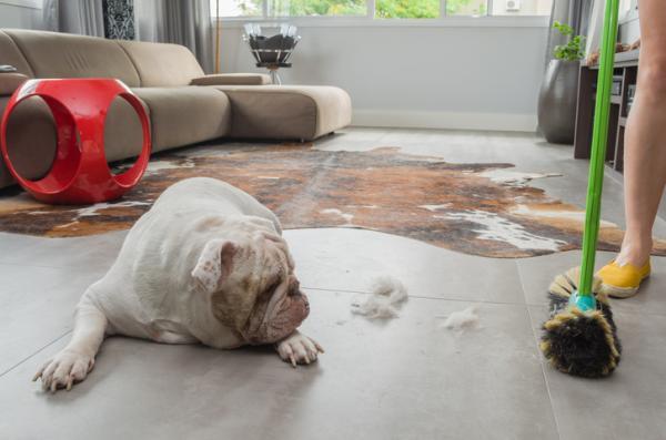 Limpiar la casa con las mascotas: Así es como se hace - 3. Eliminar las plagas de la casa