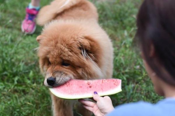 ¿Pueden los perros comer sandía? - ¿Cómo darle una sandía a un perro?