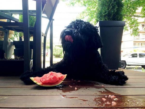 ¿Pueden los perros comer sandía? - Los beneficios de la sandía para el perro