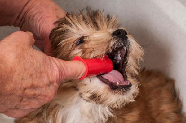 Promedio de vida del perro: 10 consejos para alargarlo - 2. Siga una rutina de higiene dental