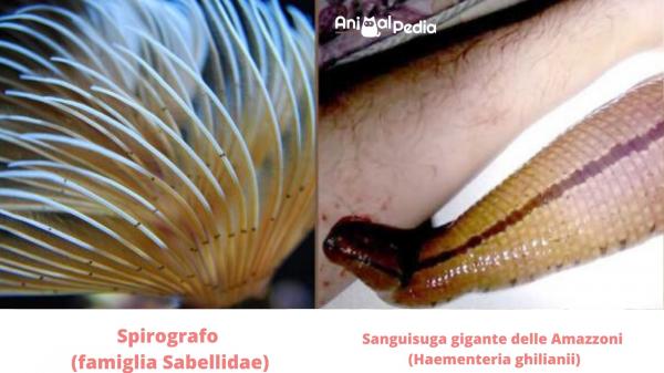 Reino animal: Clasificación, características y ejemplos - Anillos (Phylum Annelida)