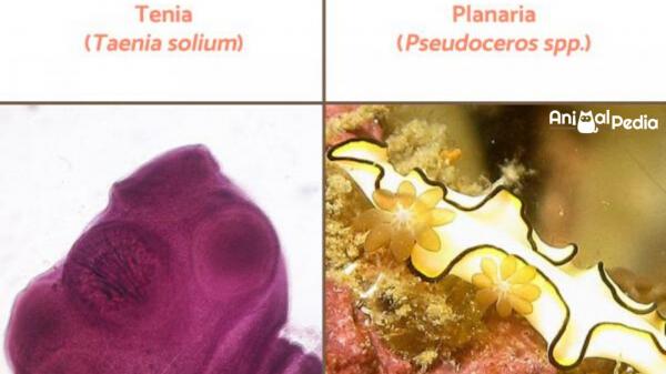 Reino animal: Clasificación, características y ejemplos - Platelmints o platelmintos (Phylum Platyhelminthes)