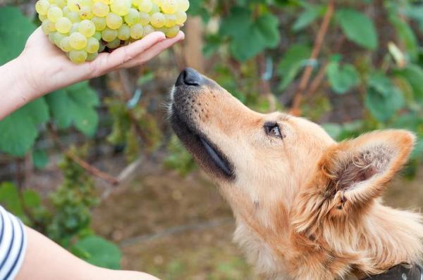¿Puedes darle los pepinos al perro? - Lo que los perros no pueden comer