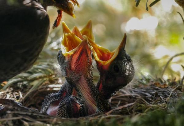 ¿Qué comen los pájaros? ¿Qué comen los pájaros recién nacidos?