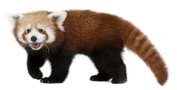 Panda rojo: Características, donde vive y fotos - Características del panda rojo