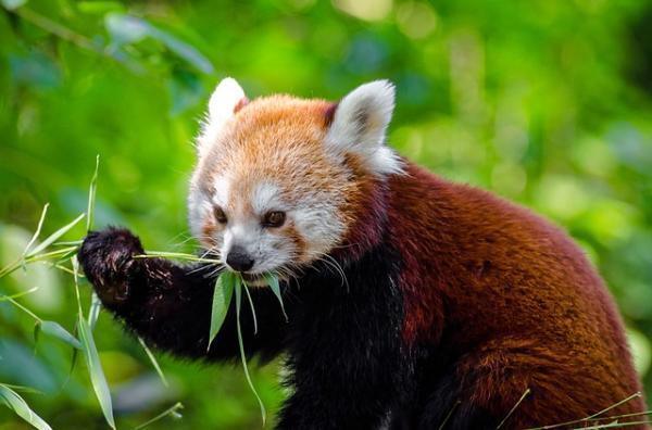 Panda Rojo: Características, donde vive y fotos - ¿Qué come el panda rojo? - Alimentación