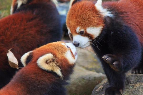 Panda rojo: Características, dónde vive y fotos - Reproducción del panda rojo