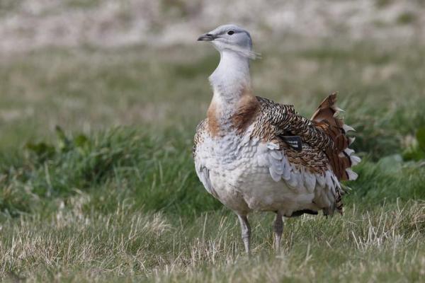 El pájaro más grande del mundo - ¿Cuál es el pájaro volador más pesado del mundo?
