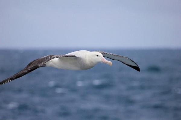 El pájaro más grande del mundo... ¿Es el pájaro volador más grande del mundo?