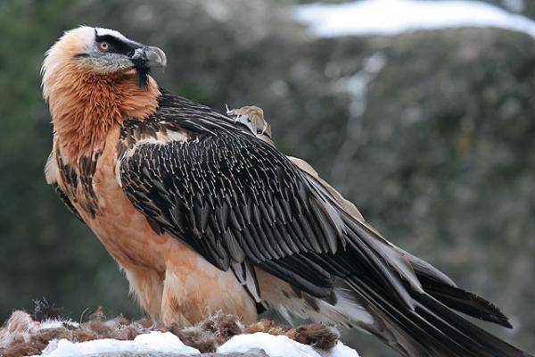 El pájaro más grande del mundo - ¿Cuál es el pájaro más grande de Italia?