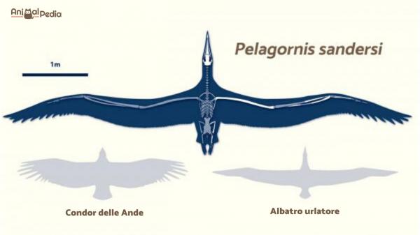 El pájaro más grande del mundo - ¿Cuál es el pájaro más grande de la historia?