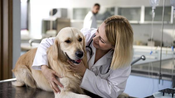¿Pueden los perros comer jengibre? Dosis y beneficios - Cómo darle jengibre al perro