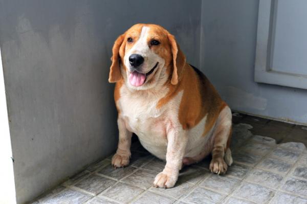 Suplementos vitamínicos para las articulaciones del perro - ¿Cuándo hay que prestar especial atención a las articulaciones de su perro?