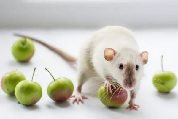 ¿Qué comen las ratas y los ratones? - ¿Qué comen las ratas domésticas?