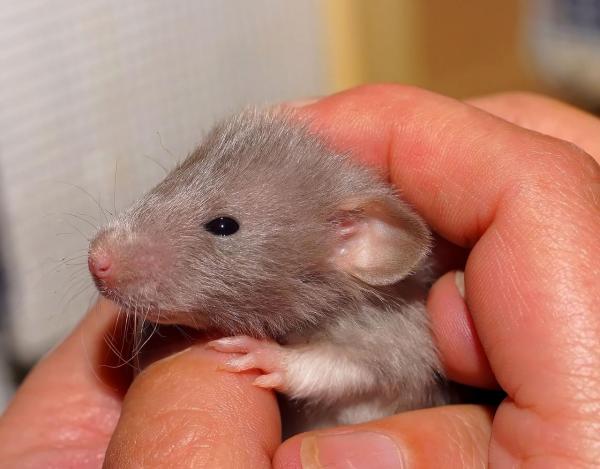 ¿Qué comen las ratas y los ratones? - ¿Qué comen las ratas bebé?