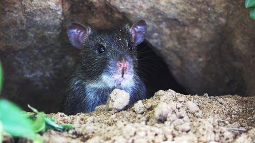 ¿Qué comen las ratas y los ratones? - Tipos de ratas