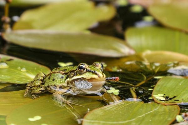 Alimentando ranas: ¿Qué comen las ranas? - Vida con Mascotas ️