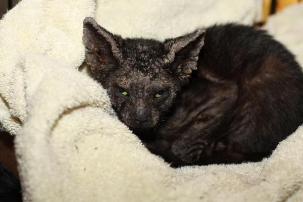 Sarna del gato notoédrico (Notoedres cati) - Síntomas y tratamiento - Sarna del gato notoédrico: síntomas y diagnóstico