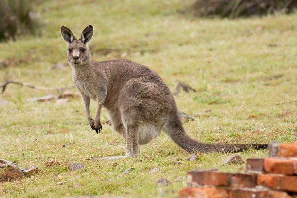 Marsupiales: Características y curiosidades - Canguro gigante gris