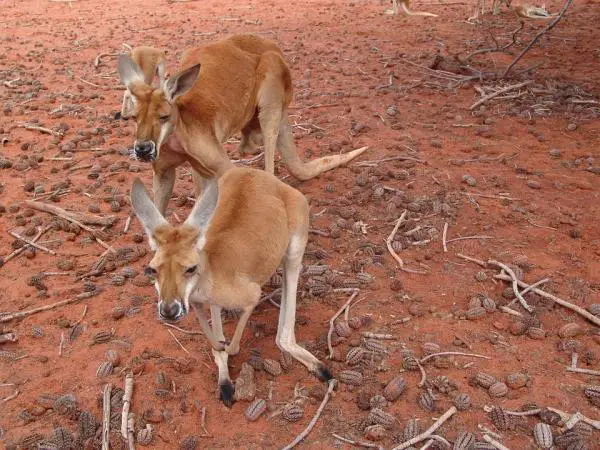 Marsupiales: Características y curiosidades - Marsupiales australianos
